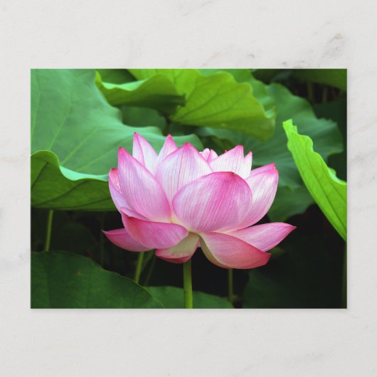 Sacred Lotus: Japan Briefkaart (Voorkant)