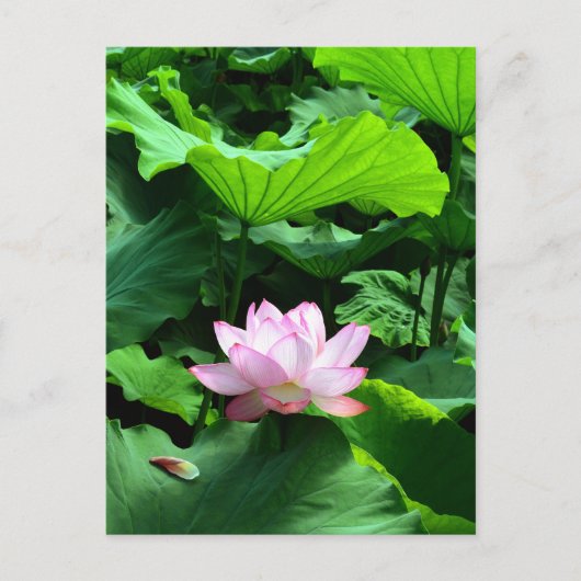 Sacred Lotus: Japan Briefkaart (Voorkant)