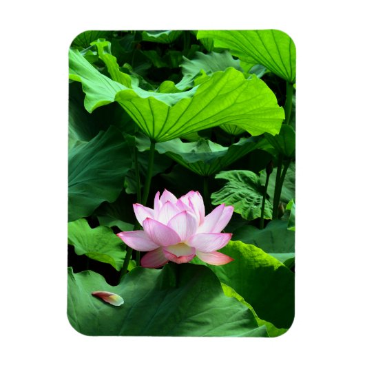 Sacred Lotus: Japan Magneet (Verticaal)