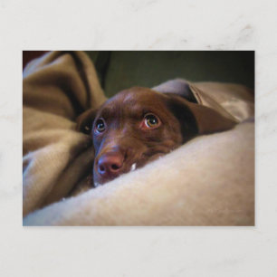 Sad Chocolate Lab Pittie puppy dog Briefkaart