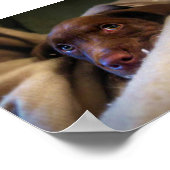 Sad Chocolate Lab Pittie puppy dog Poster (Hoek)