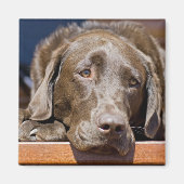 Sad Chocolate Labrador Magneet (Voorkant)