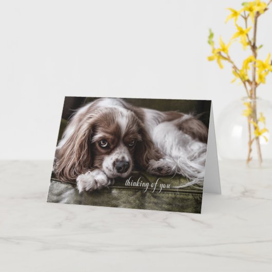 Sad Cocker Spaniel Thinking of You Kaart (Gele Bloem)
