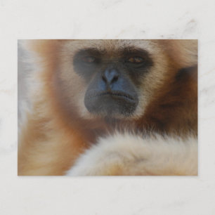 Sad Gibbon Briefkaart