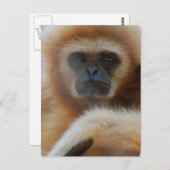 Sad Gibbon Briefkaart (Voorkant / Achterkant)