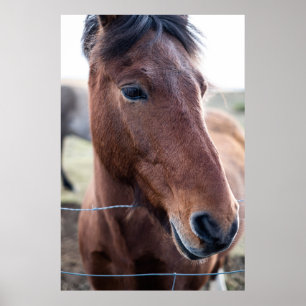 SAD HORSE POSTER