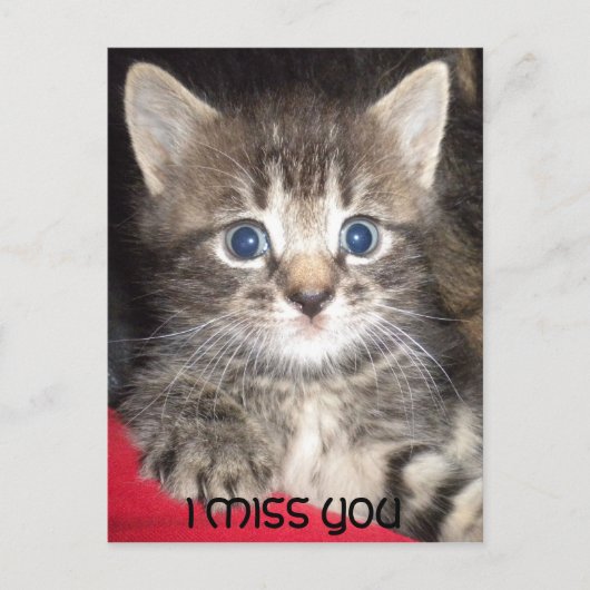 Sad Kitten - VOUS ME MANQUEZ Carte Postale (Devant)