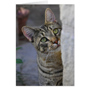 Sad Kitty (chat du bengale)