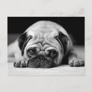 Sad Pug Briefkaart