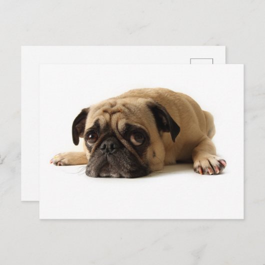 Sad Pug Briefkaart (Voorkant / Achterkant)