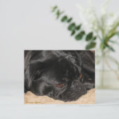 Sad Pug Briefkaart (Staand voorkant)