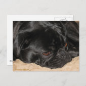 Sad Pug Briefkaart (Voorkant / Achterkant)