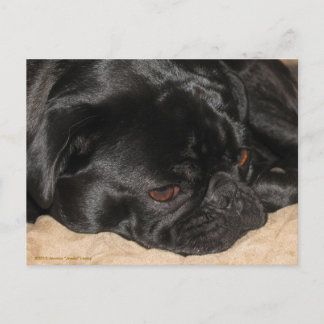 Sad Pug Briefkaart