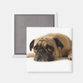 Sad Pug Magneet (Voorkant / Achterkant)