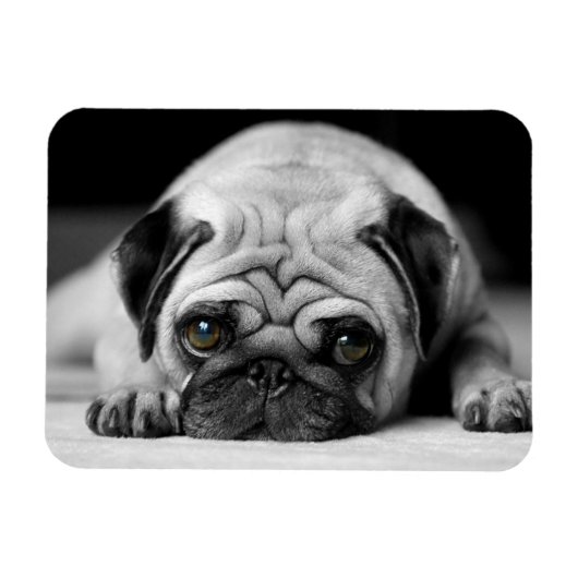 Sad Pug Magneet (Horizontaal)