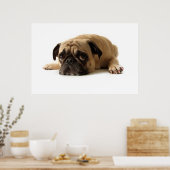 Sad Pug Poster (Keuken)