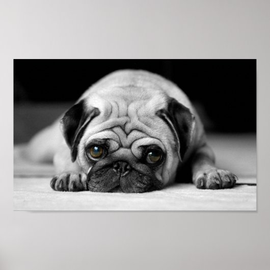Sad Pug Poster (Voorkant)