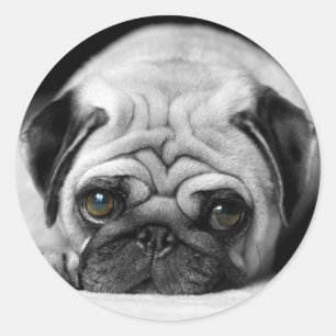 Sad Pug Ronde Sticker