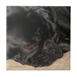 Sad Pug Tile Tegeltje