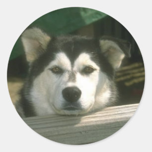 Sad Puppy Ronde Sticker