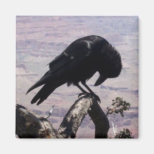 Sad Raven Magnet 01 Magneet (Voorkant)