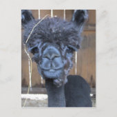 Sad Shaved Alpaca Briefkaart (Voorkant)