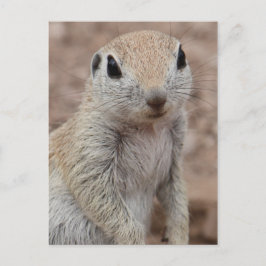 Sad Squirrel Briefkaart