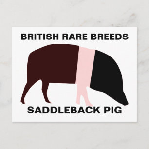 Saddleback Pig  Briefkaart
