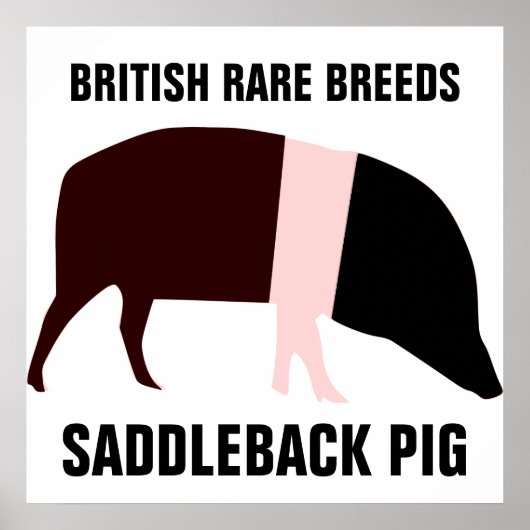Saddleback Pig Poster (Voorkant)