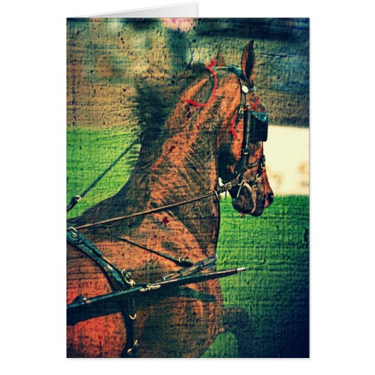 Saddlebed Dans Le Harnais (Devant)