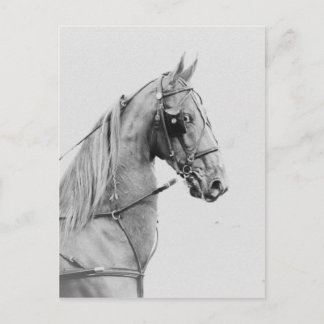 Saddlebred fijnharnas briefkaart