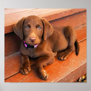 Sadie the Chocolate Labradole Poster