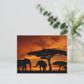Safari African Baobab tree oliephant silhouette Briefkaart (Staand voorkant)