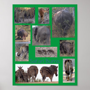 Safari Bums Poster