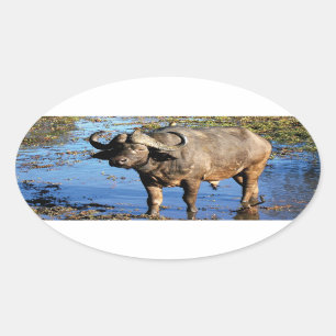 Safari de Cape Buffalo gros 5 autocollants