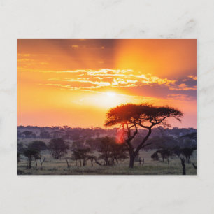 Safari in het Nationaal Park Serengeti Briefkaart