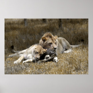 Safari-Lion Couple Poster