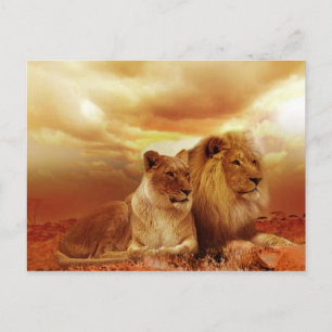 safari lions-briefkaart briefkaart