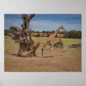 Safari Wildlife Giraffes en neushoorns op Open Pla Poster (Voorkant)