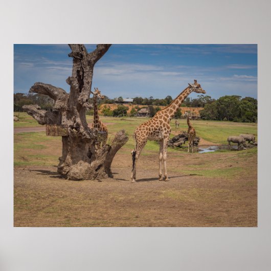 Safari Wildlife Giraffes en neushoorns op Open Pla Poster (Voorkant)