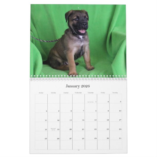 Safe Hands Rescue 2015-kalender Kalender (Jan 2026)