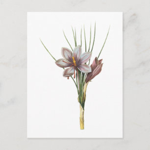 saffraancrocus (Crocus sativus) van Redouté Briefkaart