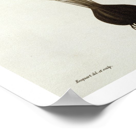 Saffron Crocus uit 'Phytographie Medicale' door Jo Poster (Hoek)