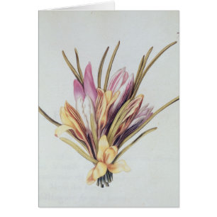Saffron of Crocus uit "La Guirlande de Julie"