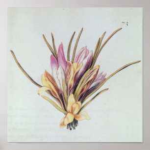 Saffron of Crocus uit "La Guirlande de Julie" Poster