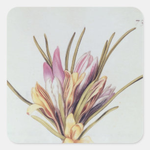 Saffron of Crocus uit "La Guirlande de Julie" Vierkante Sticker