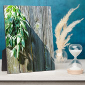 Sage Barn-wood, vers gesneden Fotoplaat (Zijkant)