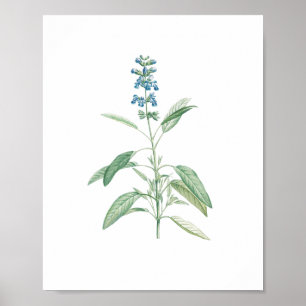 Sage Botanische Bloem Poster