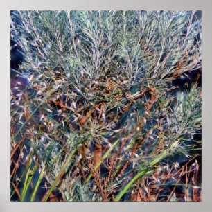 Sage- en zomergras poster