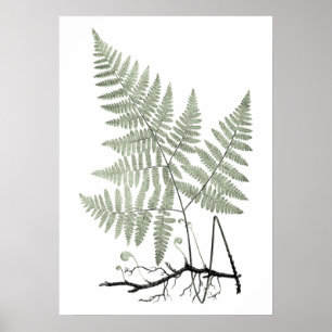 Sage Green Fern Botanical Illustration Print nr. 1